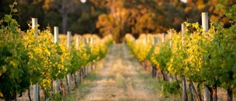 A MARGARET RIVER ICON