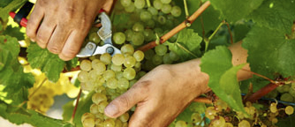 Learn more about winemaking at Cape Mentelle