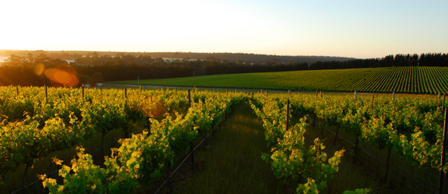 Link to CHAPMAN BROOK VINEYARD