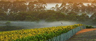 Vineyards of Cape Mentelle