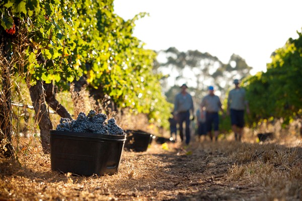 Vineyards